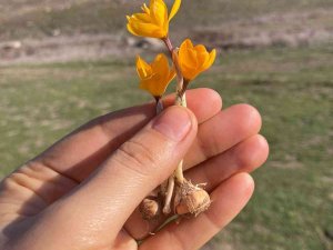 Çiğdem Kış Ortasında Çiçek Açtı