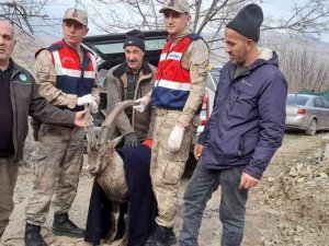 Tedavisi Tamamlanan Dağ Keçisi Doğaya Salındı