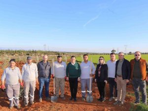 Zeytin Çiftliğinden Elde Edilecek Gelirin Tamamı 35 Bin Öğrenciye Burs Olacak