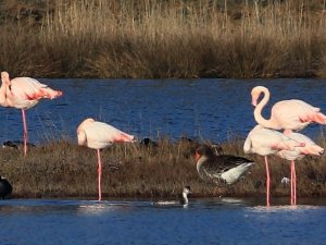 Hersek Lagünü’ndeki Kuş Türü Sayısı 250’ye Ulaştı
