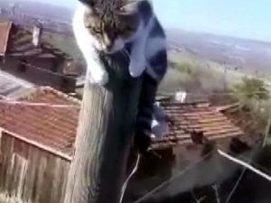 Metrelerce Yükseklikteki Direkte Mahsur Kaldı