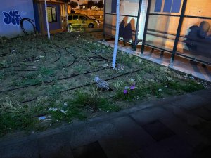 Yaralı Halde Bulunan Martı Tedavi Altına Alındı