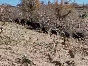 Domuz Sürüsü Görüntülendi