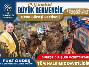 Germencik’te Deve Güreşi Hazırlıkları Sürüyor