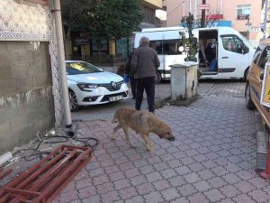 Sokak Köpeği Isırdı, Kuduz Aşısı Olmak İçin 100 Kilometre Yol Gitti