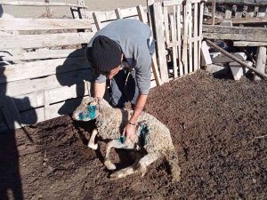 Başıboş Sokak Köpekleri 9 Koyunu Telef Etti