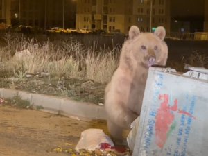 Sarıkamış’ta Boz Ayılar Kış Uykusunu Unuttu