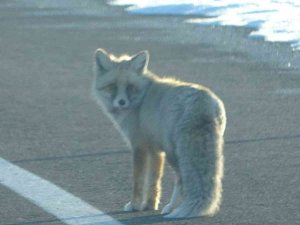 Kara Yoluna İnen Tilki Kameralara Yansıdı