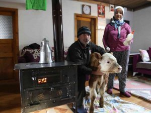 Erken Doğan Buzağı Evlerinin Maskotu Oldu