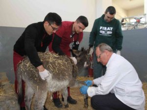 Fırat Üniversitesi Hayvan Hastanesi’nde Bir Yıl 7 Bin 600 Hayvan Tedavi Edildi