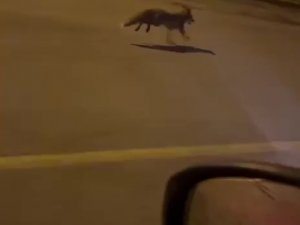 Aç Kalan Tilki Pendik’e İndi