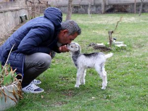 Annesini Ayı Yiyen Oğlak Tesadüfen Hayata Tutundu