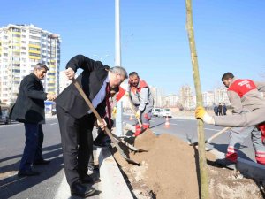 Melikgazi İlçeyi Devasa Ağaçlarla Yeşillendirmeye Devam Ediyor