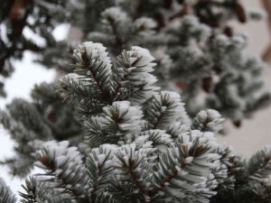 Elazığ’da Kırağı Ve Don Etkili Oldu
