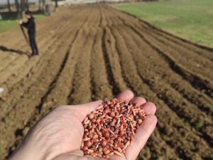 Öğrencilerin Diktiği Arpa Ve Yem Bitkileri Okullarına Gelir Olacak