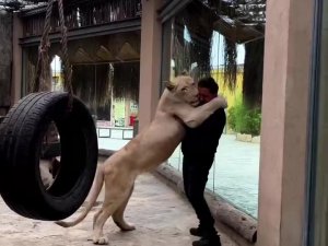 Tuzla’da Veteriner İle Angel İsimli Aslan Arasındaki Sevgi Bağı Görenleri Şaşırtıyor