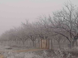 Adıyaman’da Kırağı Her Yeri Beyaza Bürüdü