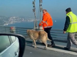 15 Temmuz Şehitler Köprüsünde Sokak Köpeğini Görenler Şaşkınlığını Gizleyemedi