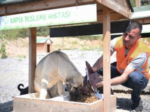 Sokak Hayvanlarına 12 Ton Mama Dağıtıldı