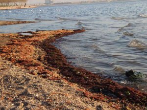 İ̇zmit Körfezi Sahil Şeridi Kırmızı Yosunla Kaplandı
