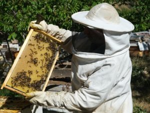 Erzincan’da Arıcılara Yüzde 50 Hibeli "Polen Tuzaklı Kovan" Dağıtılacak