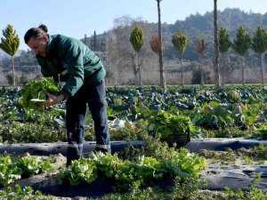 Kuşadası Adabahçe’de Kış Hasadı Başladı