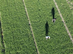 Buğday Tarlalarında Yaz Sıcağı Tehdidi