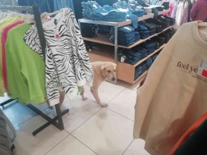 İ̇şletmenin Sürekli Müşterisi Olan Sevimli Köpek