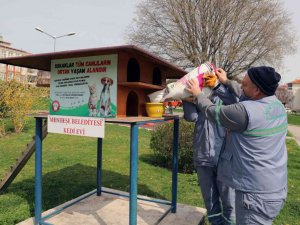 Menteşe Belediyesi Sokaktaki Can Dostları Unutmadı