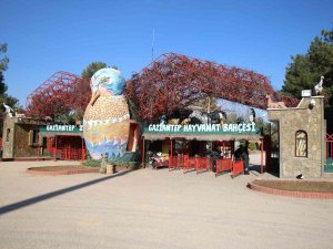 Gaziantep’te Ayılar Kış Uykusunu Unuttu