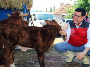 ‘Buzağına Sahip Çık’ Projesi 13 İlçede Uygulanacak