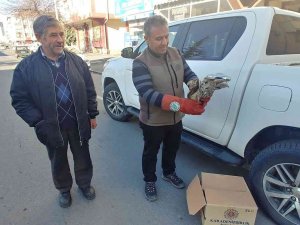 Yaralı Baykuş Tedavi Altına Alındı