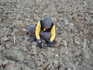 75 Yıl Sonra Dede Topraklarına Döndü, Miras Kalan Arazileri Lavantayla Buluşturdu