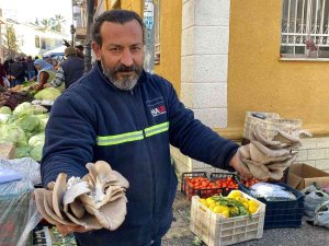 Kırmızı Etin Alternatifi İstiridye Mantarına İlgi Arttı