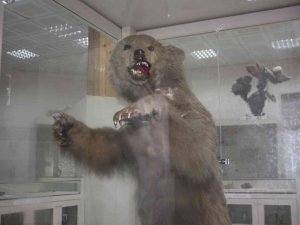 İ̇klim Krizi Ayıları Kış Uykusuna Yatırmıyor