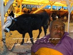 Kızgın Boğa Sahibini Yaraladı