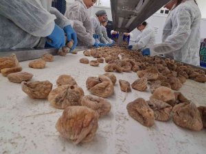 Örkoop İlk İhracatını İncirle Yaptı