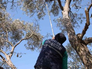 Efeler’de Zeytin Ağaçları Budanmaya Başladı