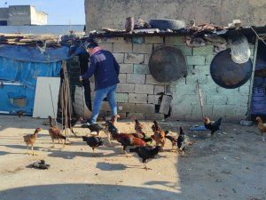 Güvercinlerini Satarak Aldığı Tavuklarla Yumurta Üretimine Başladı