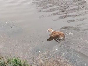 Dereye Düşen Köpeği İtfaiye Ekipleri Son Anda Kurtardı