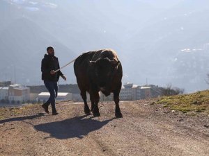 Artvin’de Heykeli Yapılan Şampiyon Boğa 500 Bin Liraya Satıldı