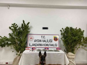 Aydın’da Jandarmanın Kaçakçılık Operasyonlarının Bilançosu Açıklandı