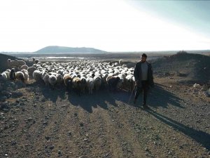 Zemheri Ayında Kar Yağmayınca Küçükbaş Hayvanlar Yeniden Meralara Çıkarıldı