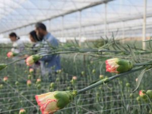 Tanesi 2 İle 5 Tl Arasında Satılıyor, Kimse Yetiştirmeye Cesaret Edemiyor