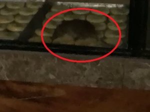 Simit Fırınında Gezinen Fare Kameraya Yansıdı