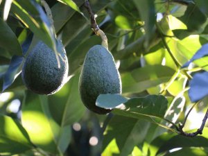 Alanya 2023 ’De Avokadoda 90 Milyon Üretim, 30 Milyon İhracat Hedefliyor