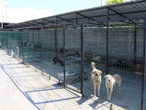 Safranbolu’da 119 Sokak Hayvanı Sahiplendirildi