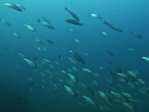 Pendik’te Dalış Yapan Dalgıç Lüfer Sürüsü İle Karşılaştı, O Anları Su Altı Kamerasıyla Kaydetti