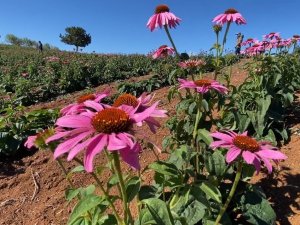 Erzincan 500 Dolayında Endemik Bitkiye Ev Sahipliği Yapıyor