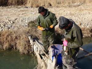 Yılda 3 Bin 950 Ton Üretimin Yapıldığı Tesislerde Alabalık Sağımı